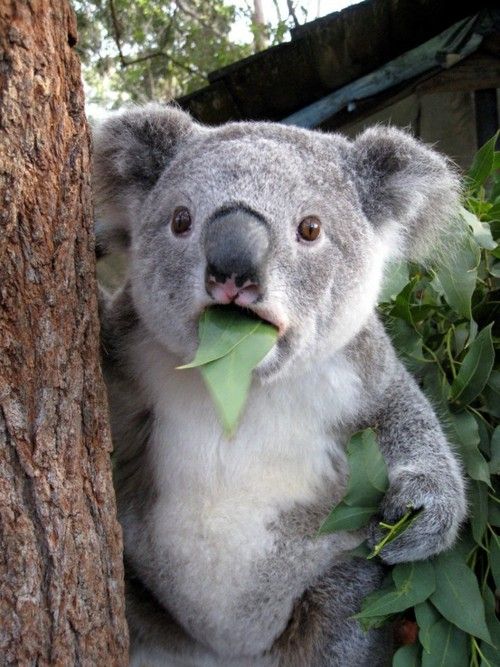 [Image: koala-cant-believe-it.jpg]