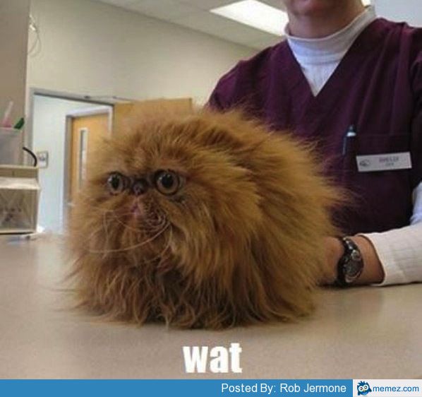 Funny looking cat