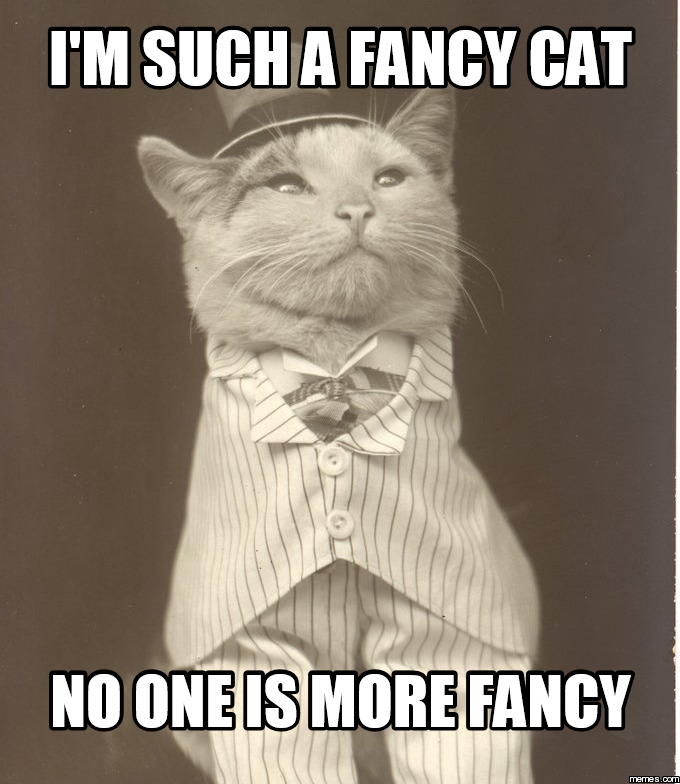 Im Such A Fancy Cat No One Is More Fancy 1043