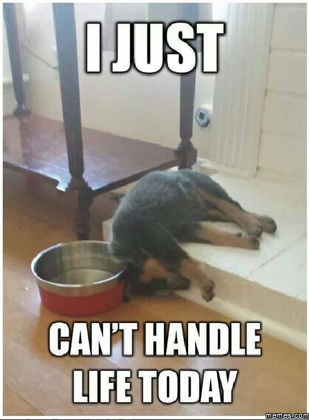 Can't handle life today | Memes.com