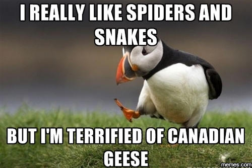 I'm terrified of canadian geese... | Memes.com