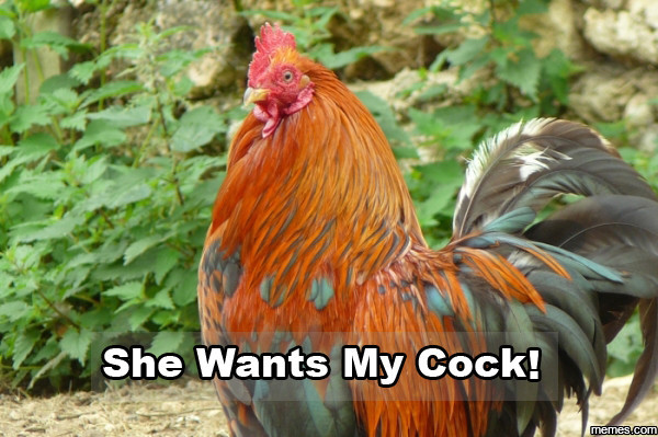 She Wants My Cock 96
