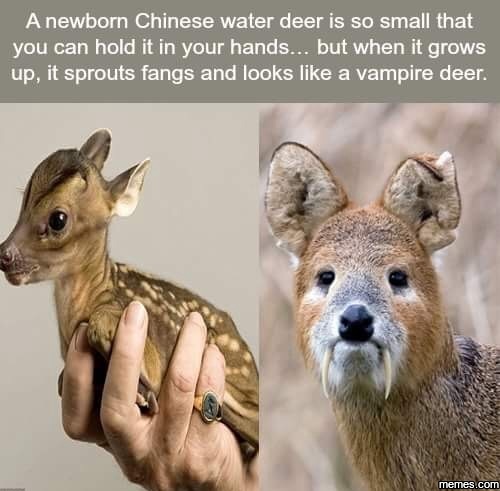 a-newborn-chinese-water-deer-is-so-small-memes