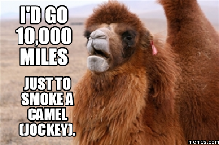 I'd go 10,000 miles Just to smoke a camel (jockey ...