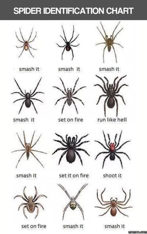 Spider identification chart | Memes.com