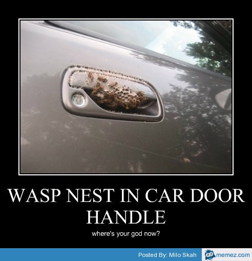 Wasp nest in car door handle | Memes.com